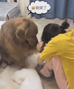 金毛犬为什么爱舔自己的毛,金毛幼犬为什么一直舔主人