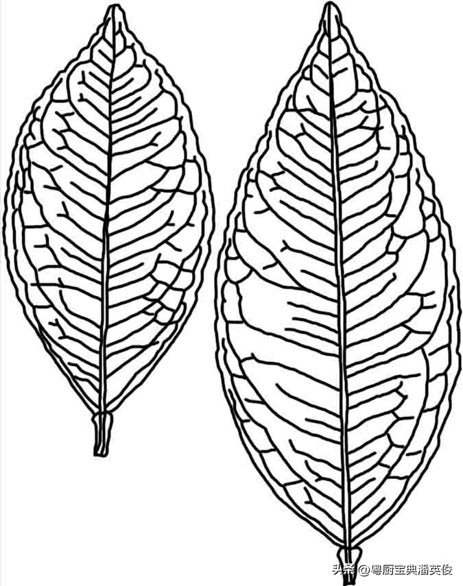 香料知识：柠檬实际是来自中国柑橘属基因，因航海而被欧洲人重视