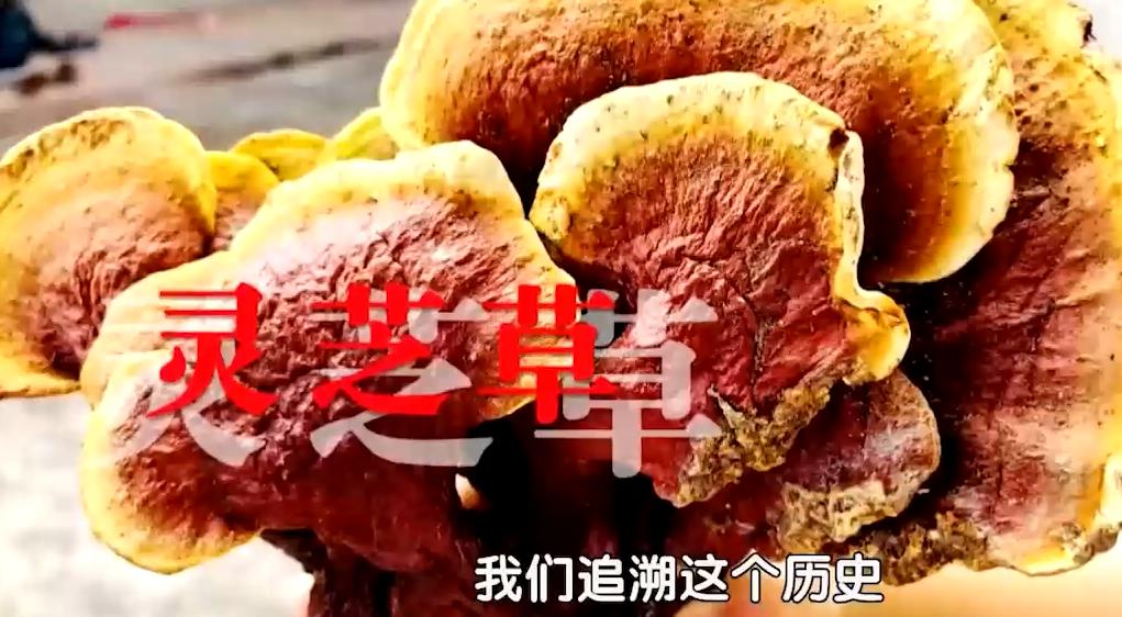 10种顶级抗衰中药,长寿抗衰中药