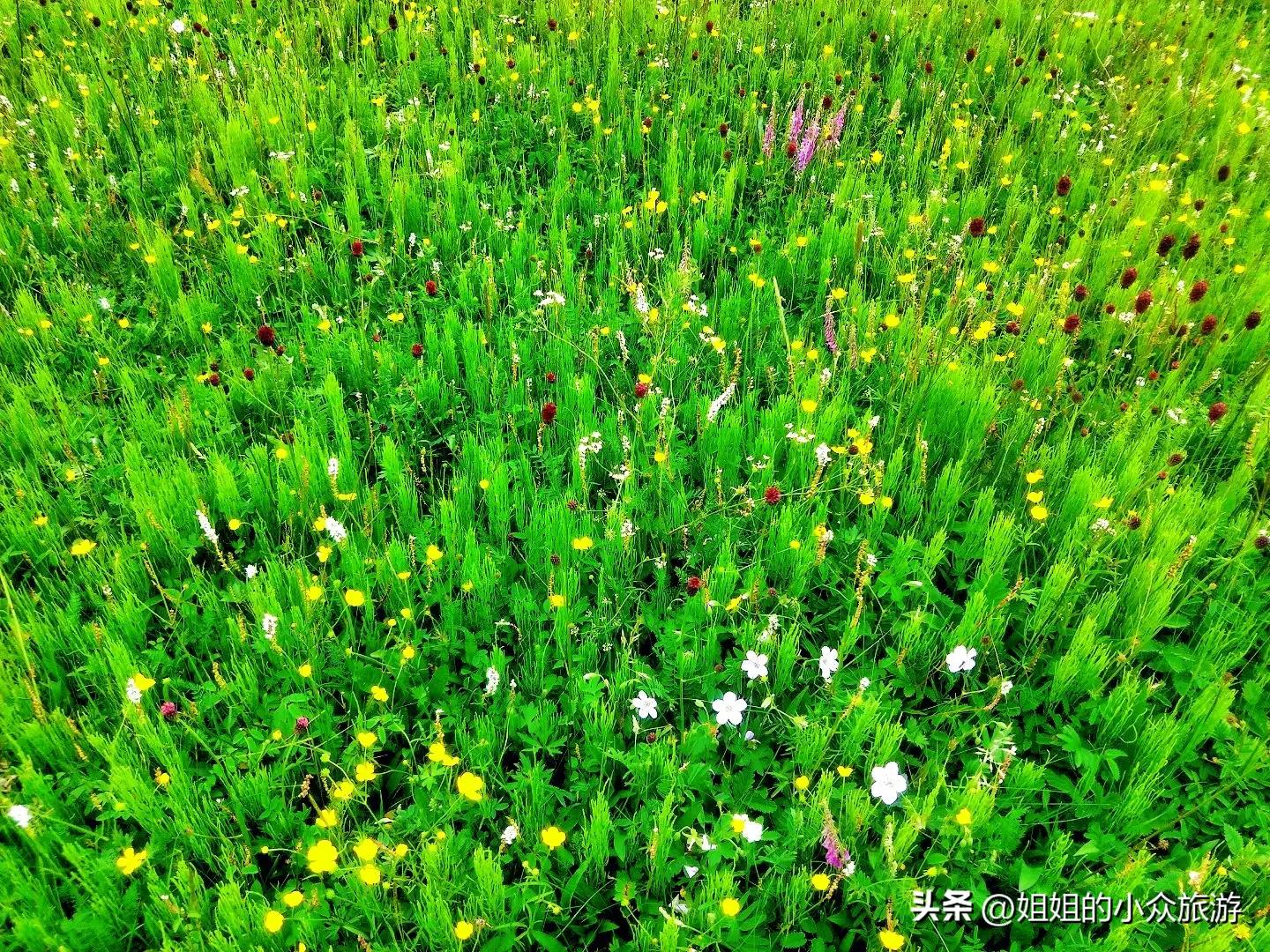 藏在深山无人知的图片,藏在深山无人知视频