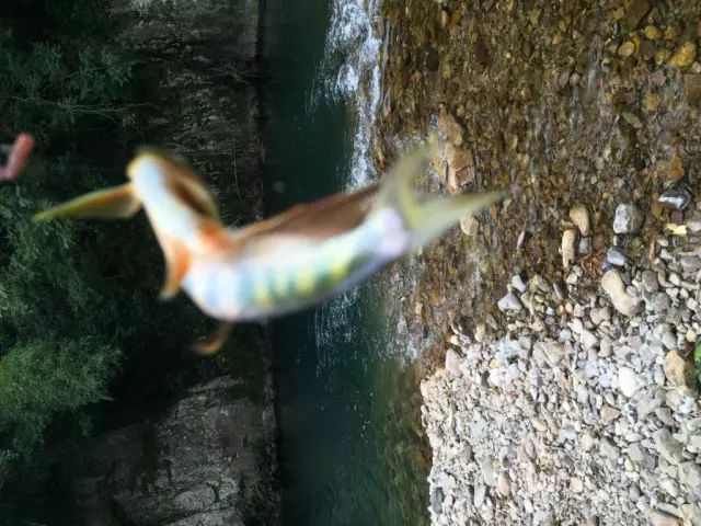 这鱼只生活在清澈水域，肉味极为鲜美，我们叫、溪哥