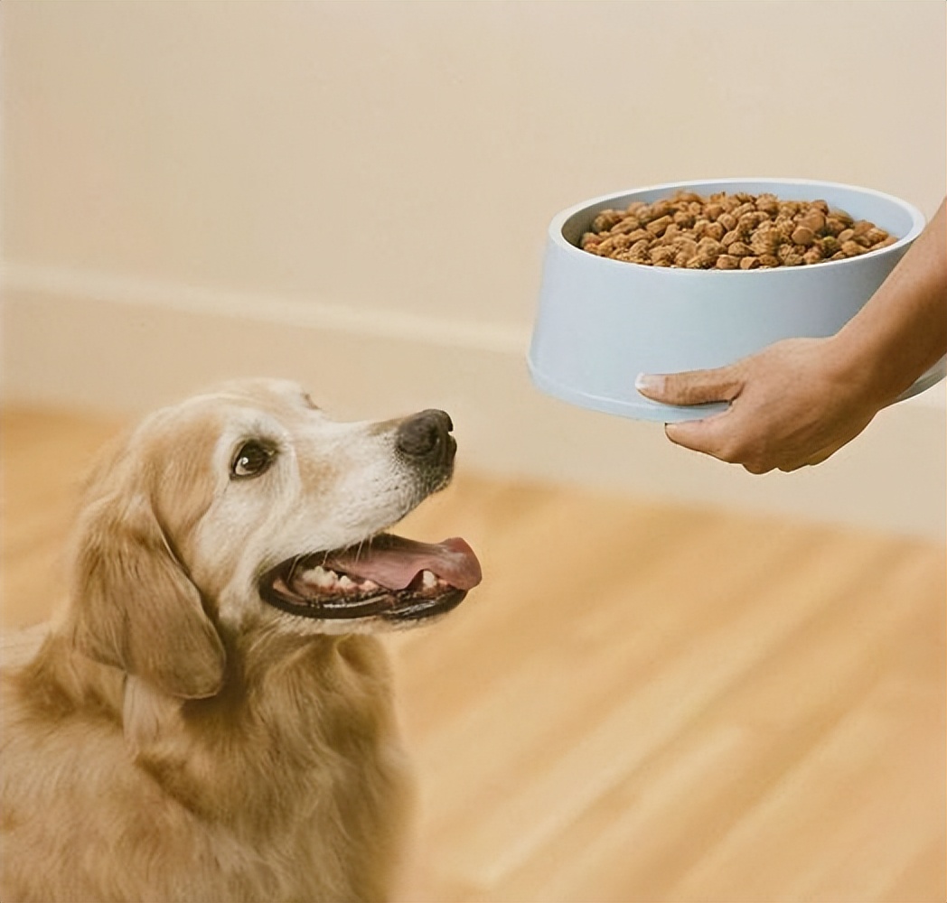 狗狗虚胖图,狗狗虚胖