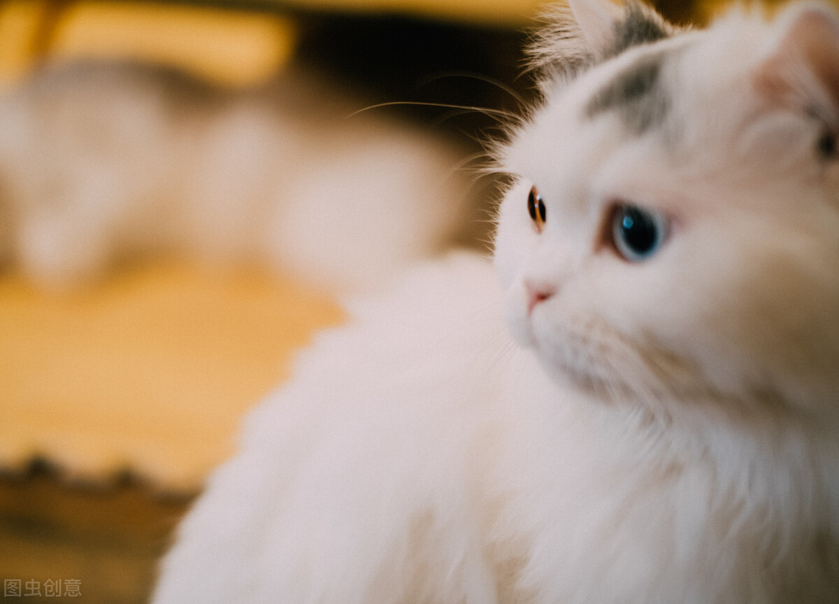 养猫小知识布偶猫,养猫小知识猫30种表达图解