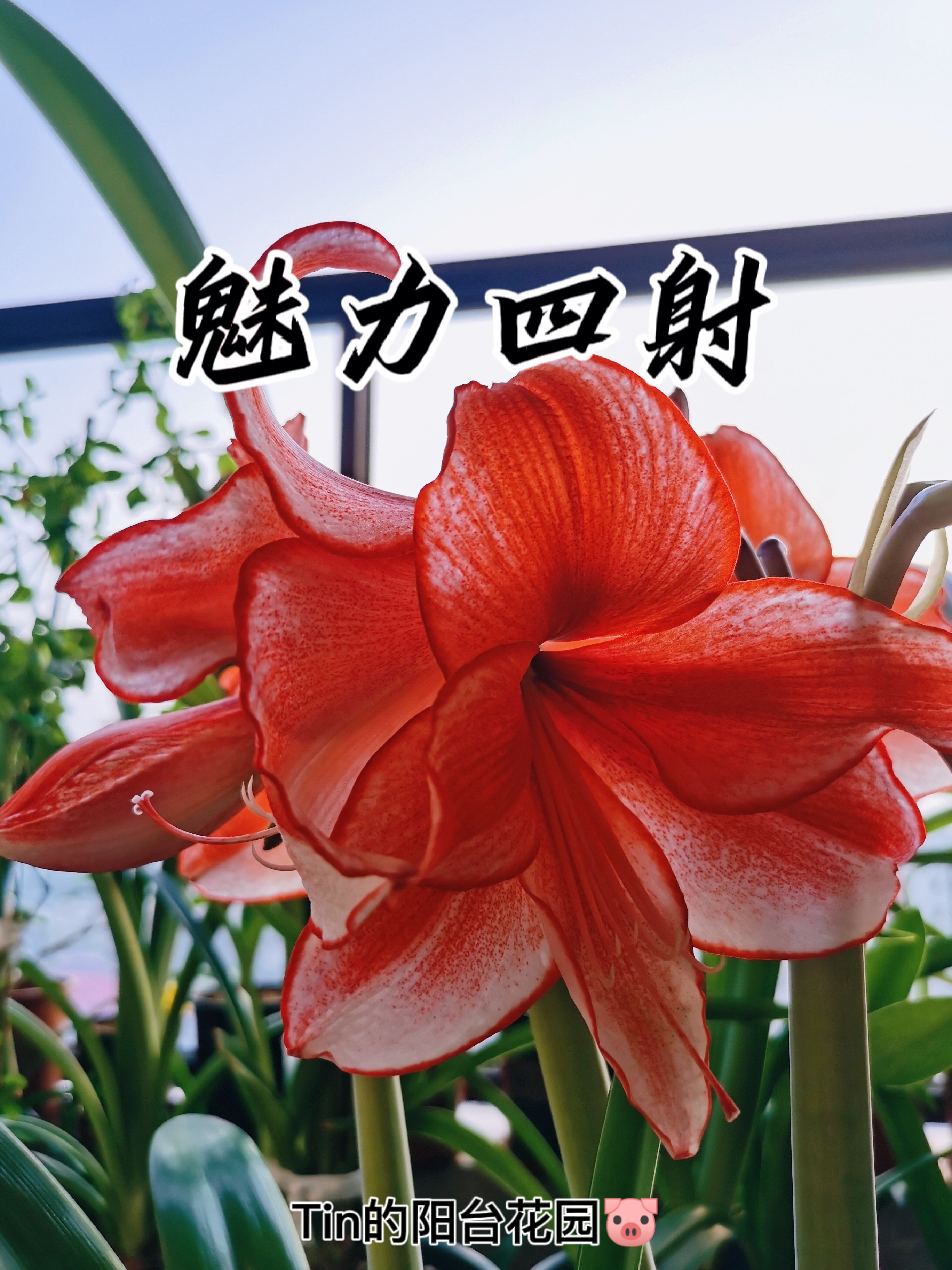 朱顶红自然球和冷冻球区别,朱顶红自然种球和进口种球的区别