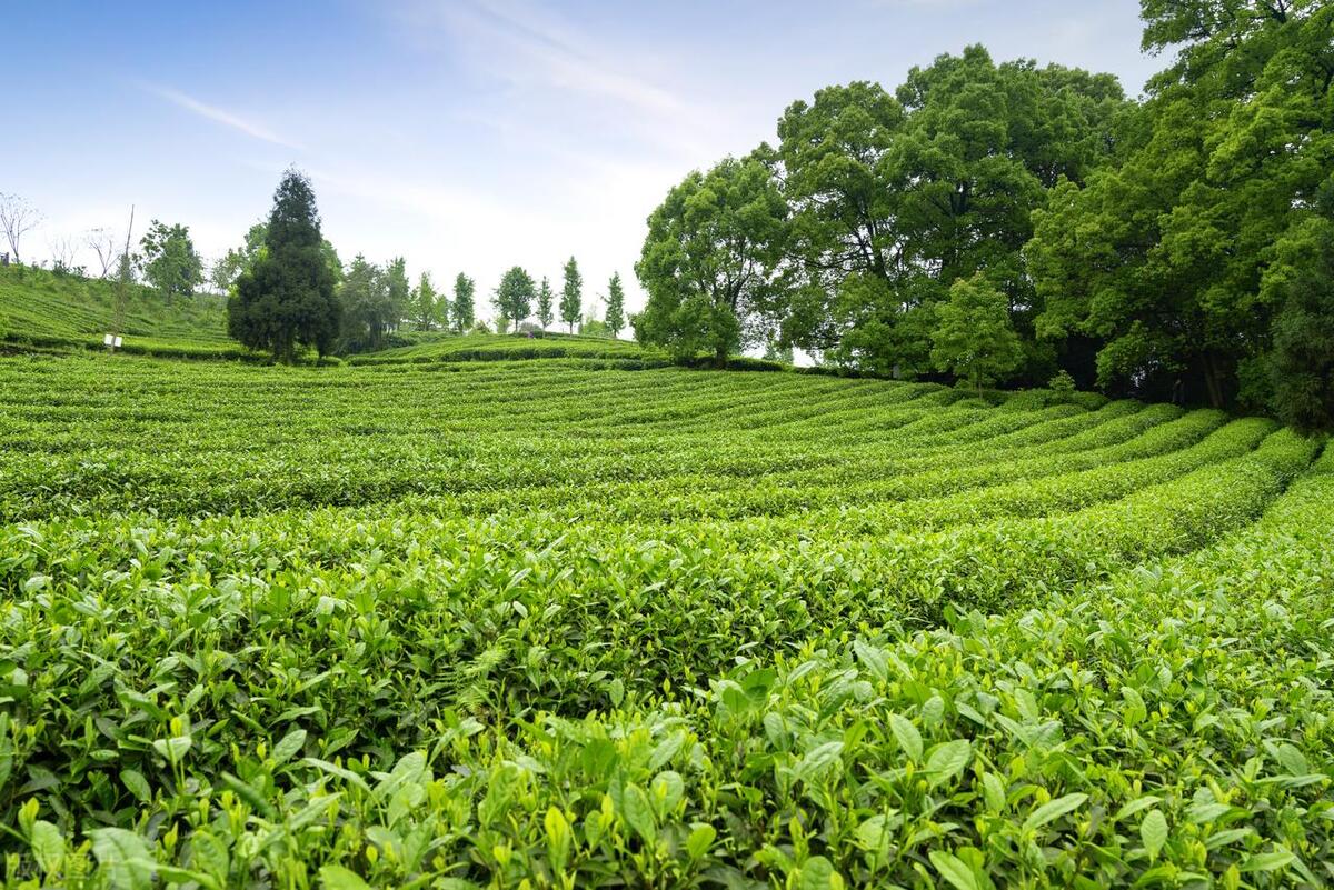 做好一款茶需要工匠精神,用心做茶认清本质