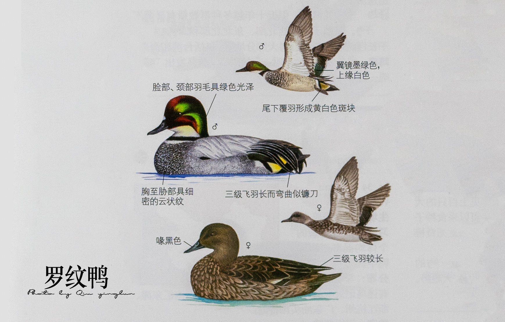 涓滄睙鎻借儨,涓滄睙鎻借儨楦熺被