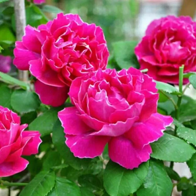 月季美图100张,月季花唯美高清图片大全