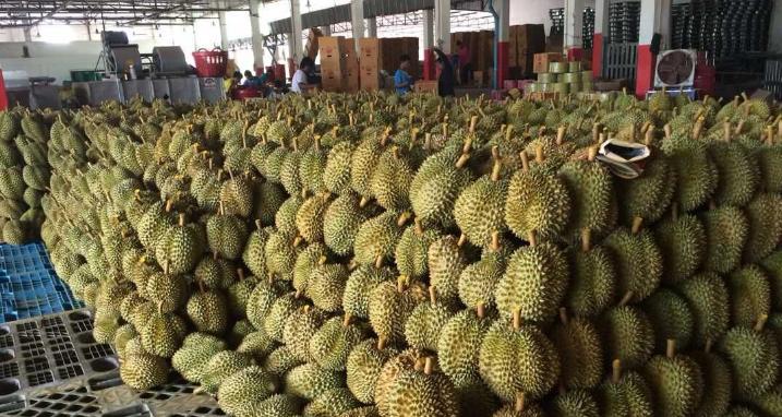 菲律宾希望扩大对中国的榴莲出口,中国与菲律宾榴莲贸易现状