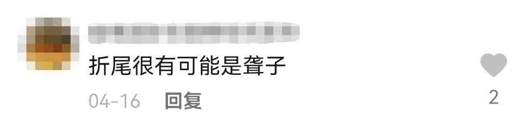 哪种猫招财好养活,哪种猫最招财又好养