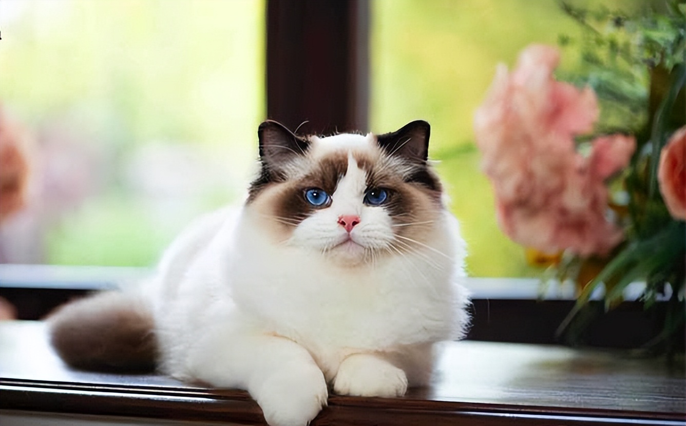 养宠物猫好还是养土猫好,土猫跟宠物猫有什么区别