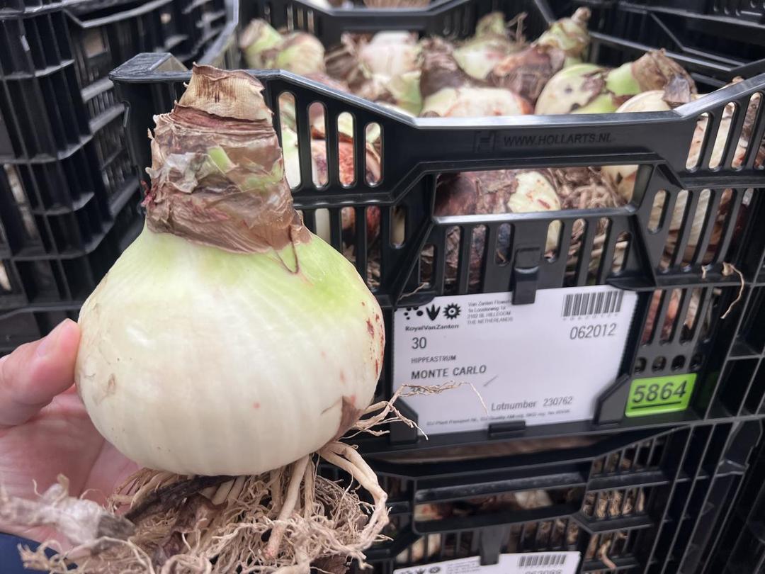 客单价高的绿植,最流行的球根花卉