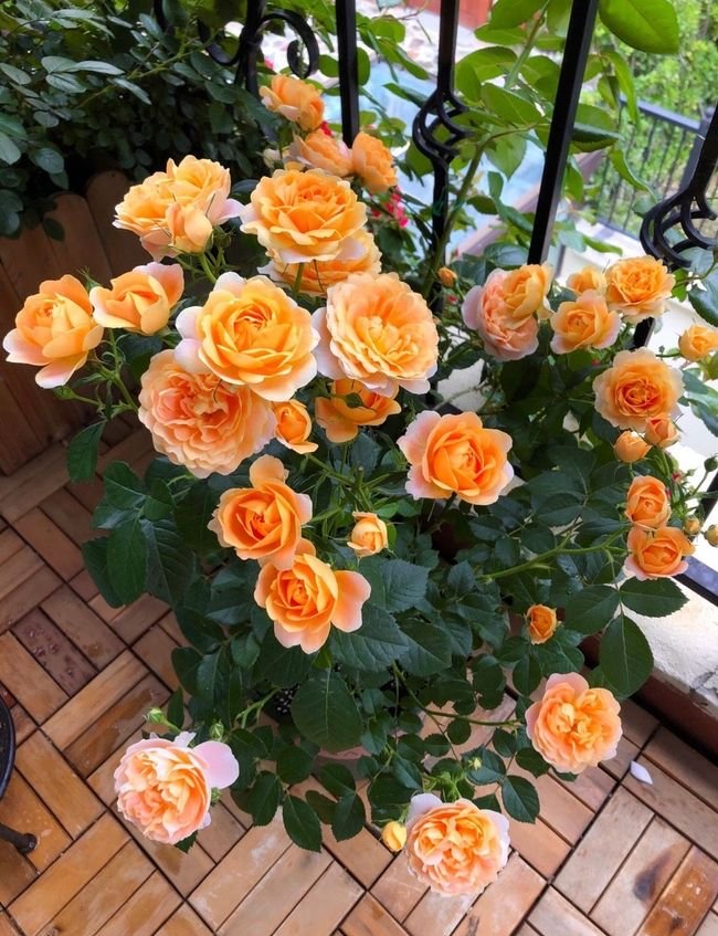 百花齐放春意浓群芳争艳,百花齐放喜迎新春