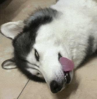 注意会威胁狗狗生命的7种食物,狗狗最怕的5种东西你必须要知道