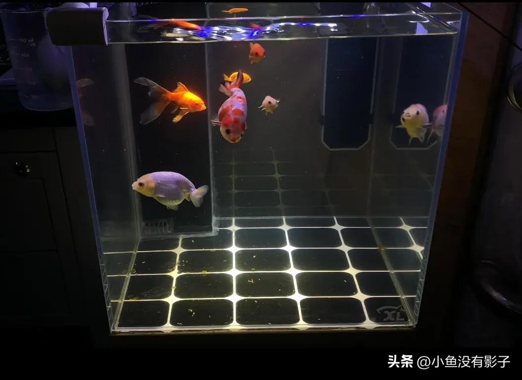 兰寿泰狮怎么喂才长得肥,兰寿怎么养得又大又肥视频