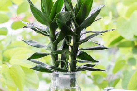 富贵竹观音竹盆栽叶子发黄怎么救,观音竹盆栽的养殖方法