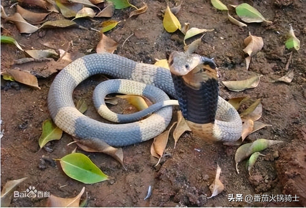 荷兰男子南非上厕所被剧毒喙眼镜蛇咬伤*体下**,结果溃烂部分被切除