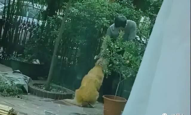 隔壁邻居偷了我家的狗,隔壁邻居偷我家狗