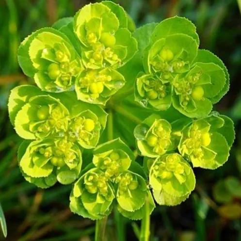 100种迷人的“数字花”,从零到一百万,真是太神奇了