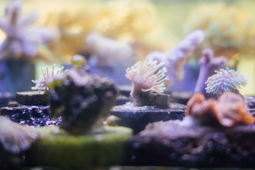 涓栫晫涓婃渶闀跨殑娴锋花鏍堥亾姊呮矙韪忔氮,涓栫晫涓婃渶闀跨殑娴锋花鏍堥亾