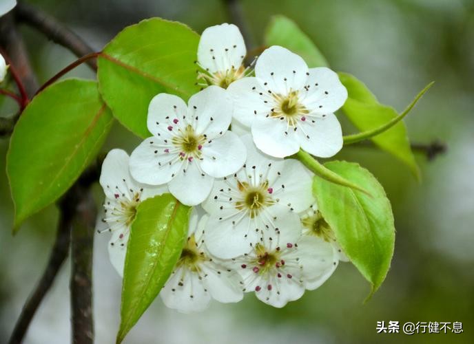洒落最经典十首梨花诗句,赞美梨花一枝春带雨的诗句