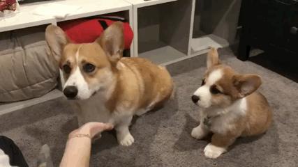 适合家养的狗狗优缺点,狗狗的优缺点