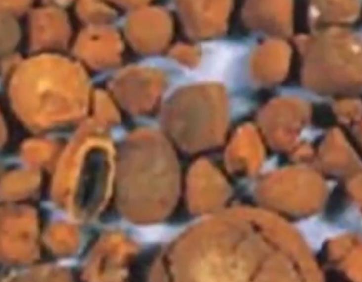 吉林大妈赶集买了一头驴,吉林大妈赶集买驴