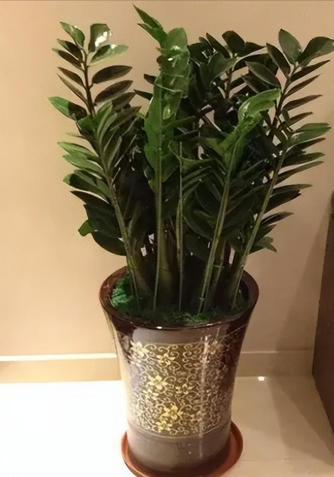 客厅养什么花最好最招财,客厅养什么花好看旺财