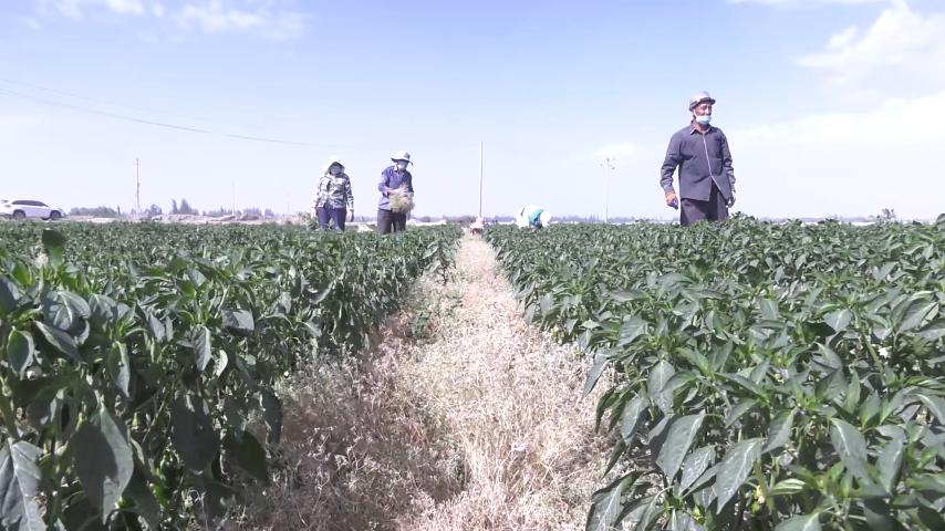 小茴香大王带动农民致富,种植小茴香致富