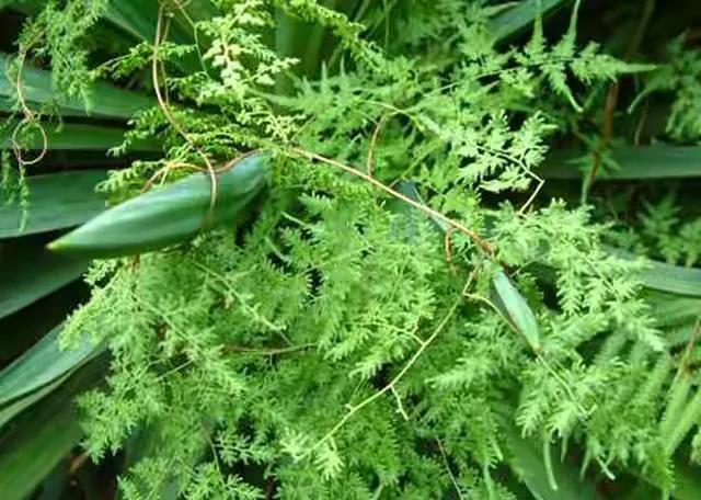 农村常见排石草,民间草药快速生发