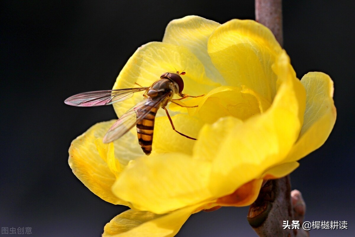 玉露为酒花为粮的意思,蜜蜂不食人间仓