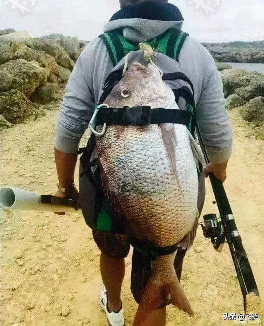 台钓新手入门装备,台钓新手入门必备装备之其他篇