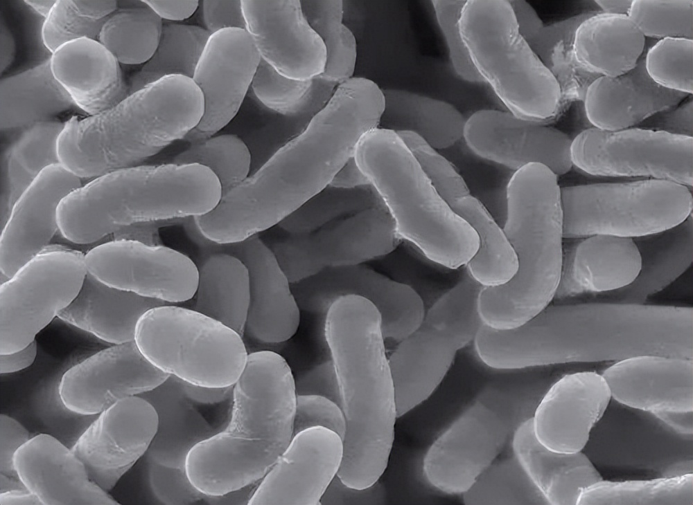 乳酸菌和乳酸杆菌,乳酸杆菌和抗菌肽