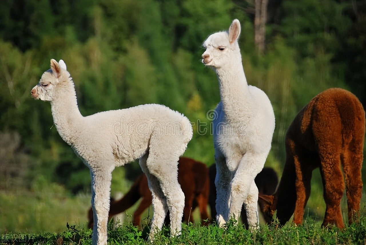 关于羊驼你可能不知道的7件事,关于羊驼你不知道的七种秘密