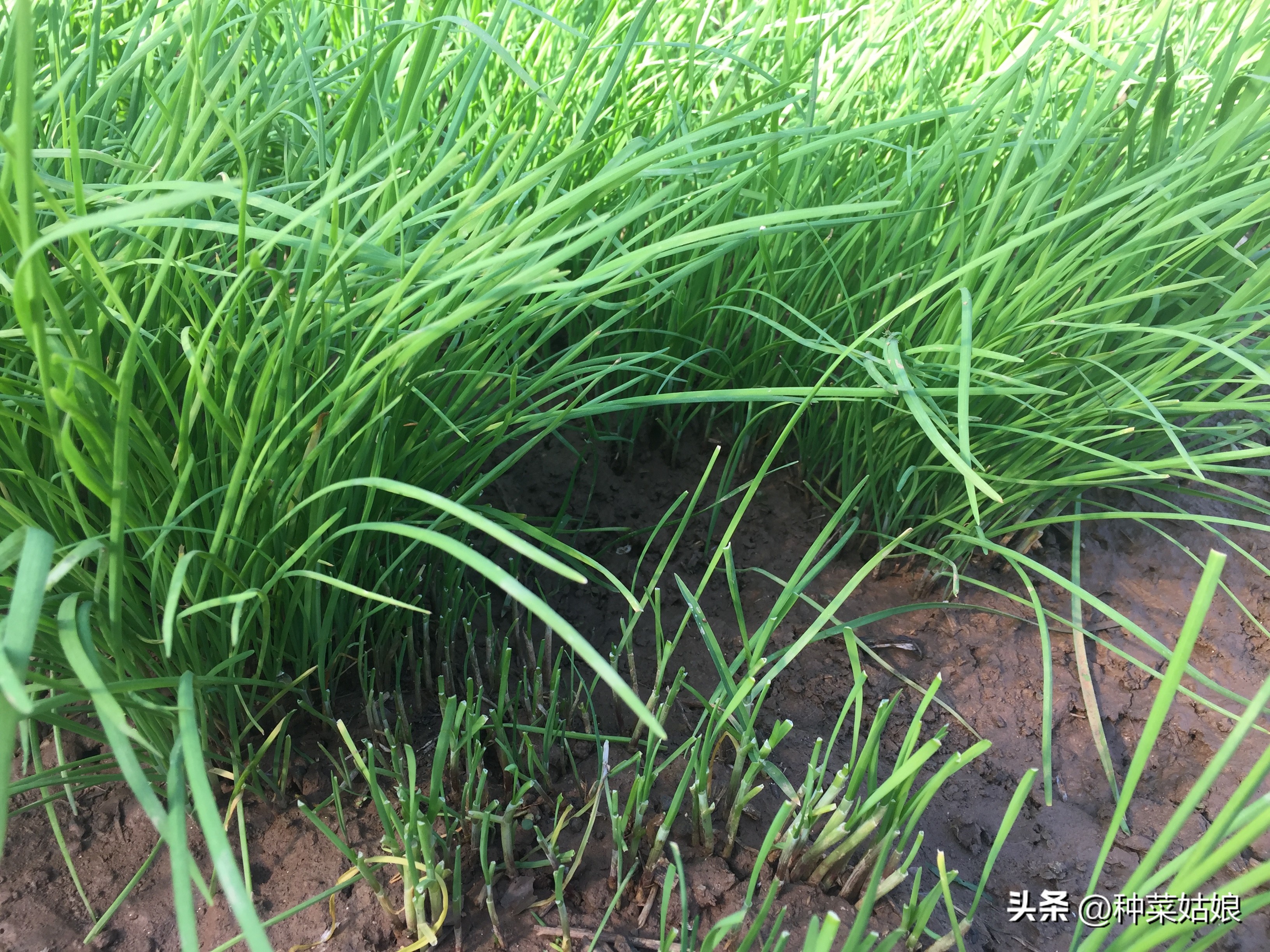 移栽韭菜根要立即浇水吗,盆栽韭菜苗移栽怎么浇水