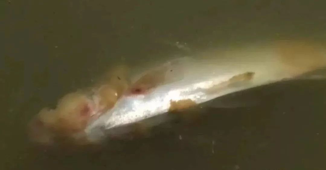 12种水产病害防治,你对水产动物病害的初步认识