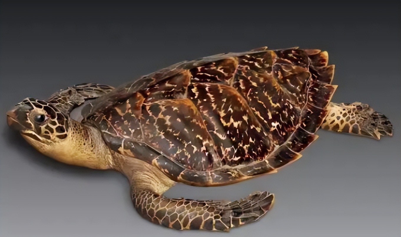 宋代吉州窑虎皮纹盏图片,宋代灰胎黑釉吉州窑茶盏图片