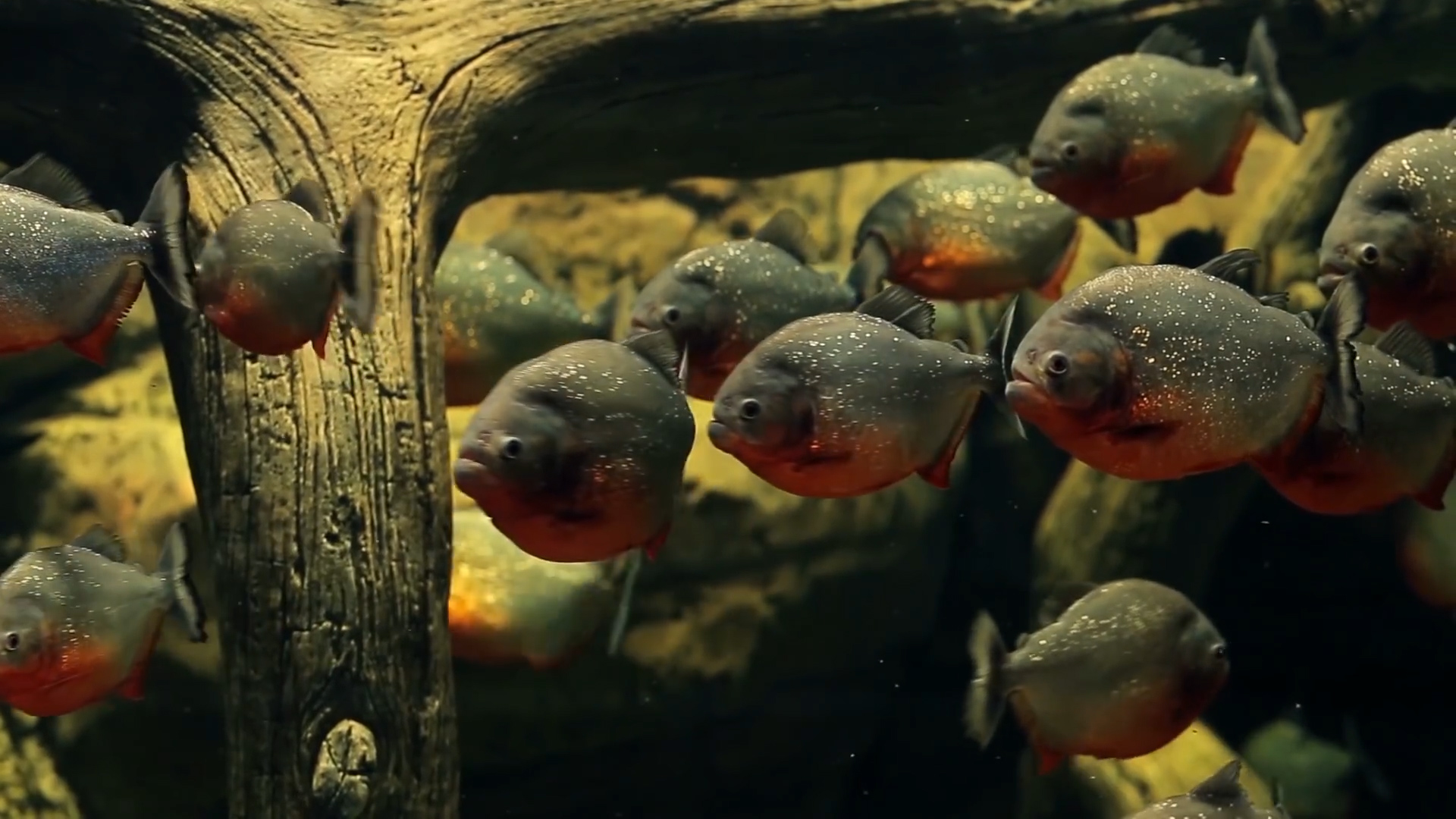 地球之肺亚马逊雨林有多恐怖,地球禁区亚马逊雨林