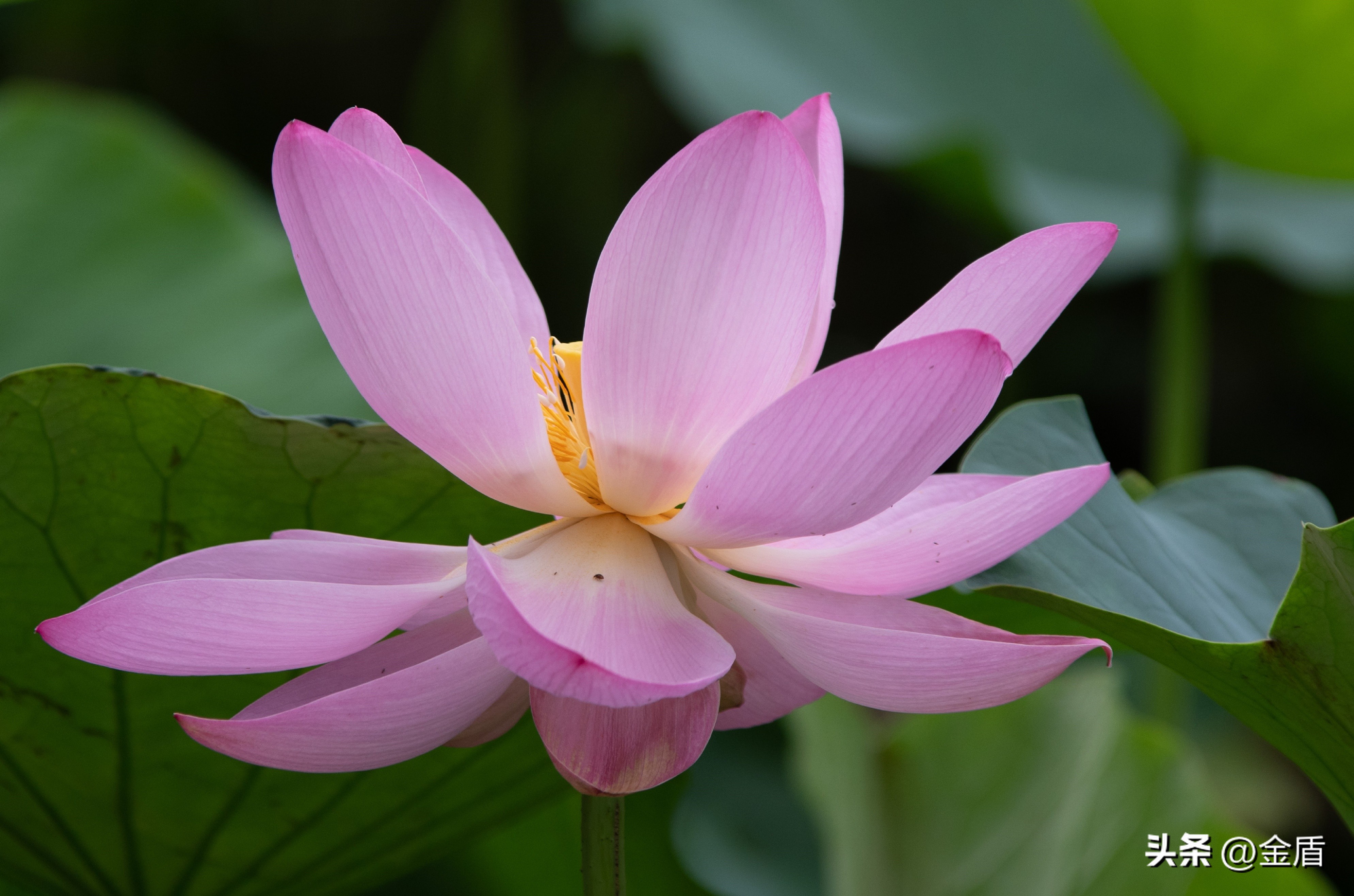 荷花的品格精神有哪些,荷花内在精神品质