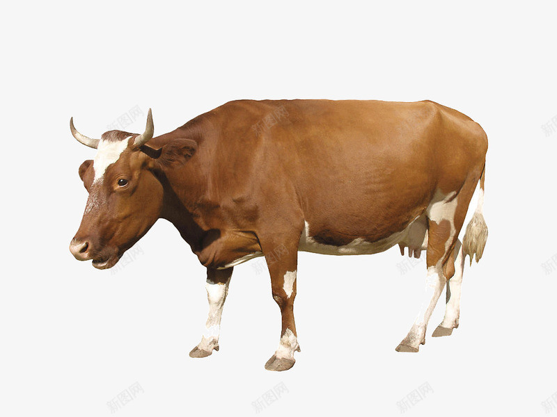 一粒老中药值钱吗,市场价400元一粒的中药