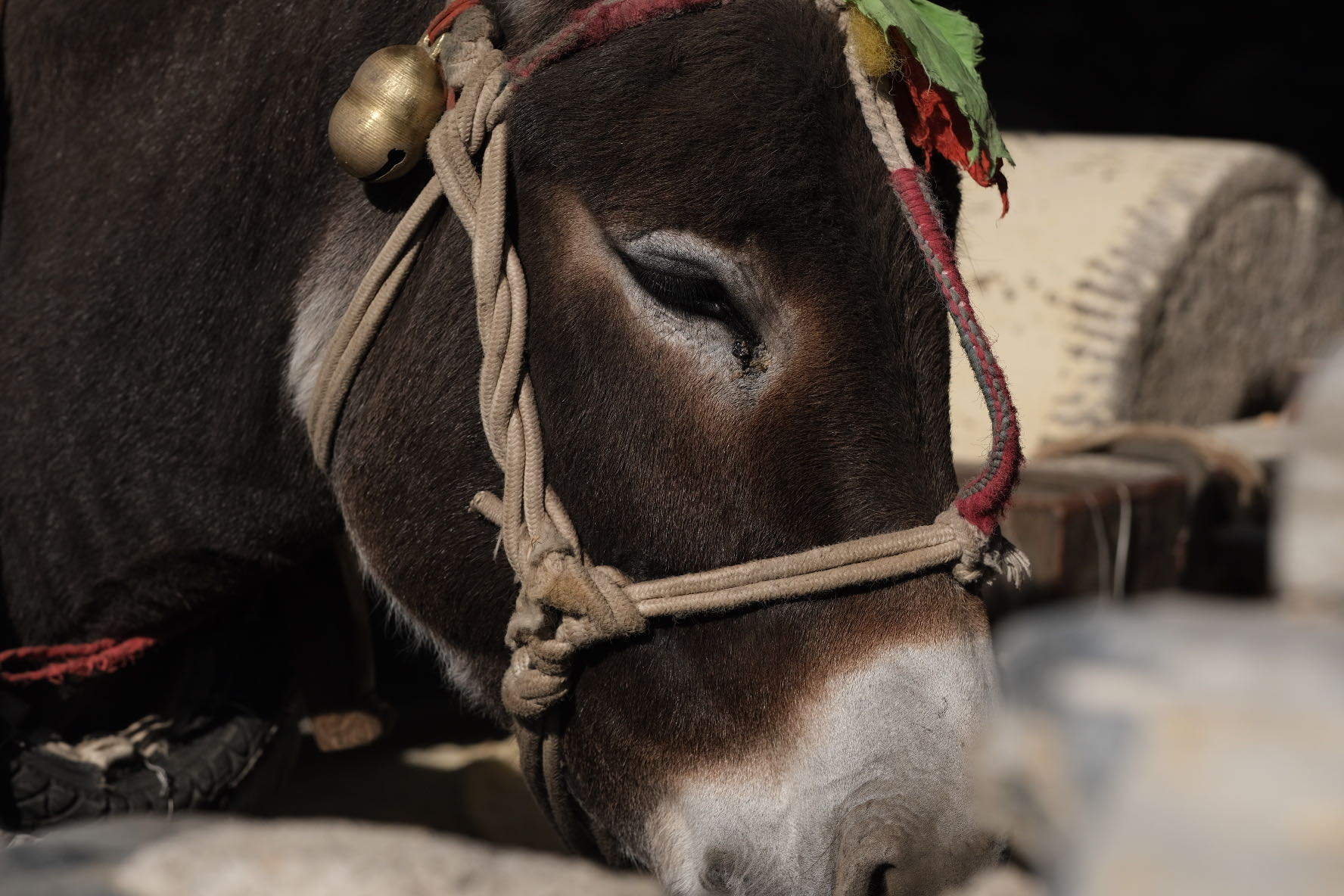 小黑驴崽子的图片,小黑驴儿