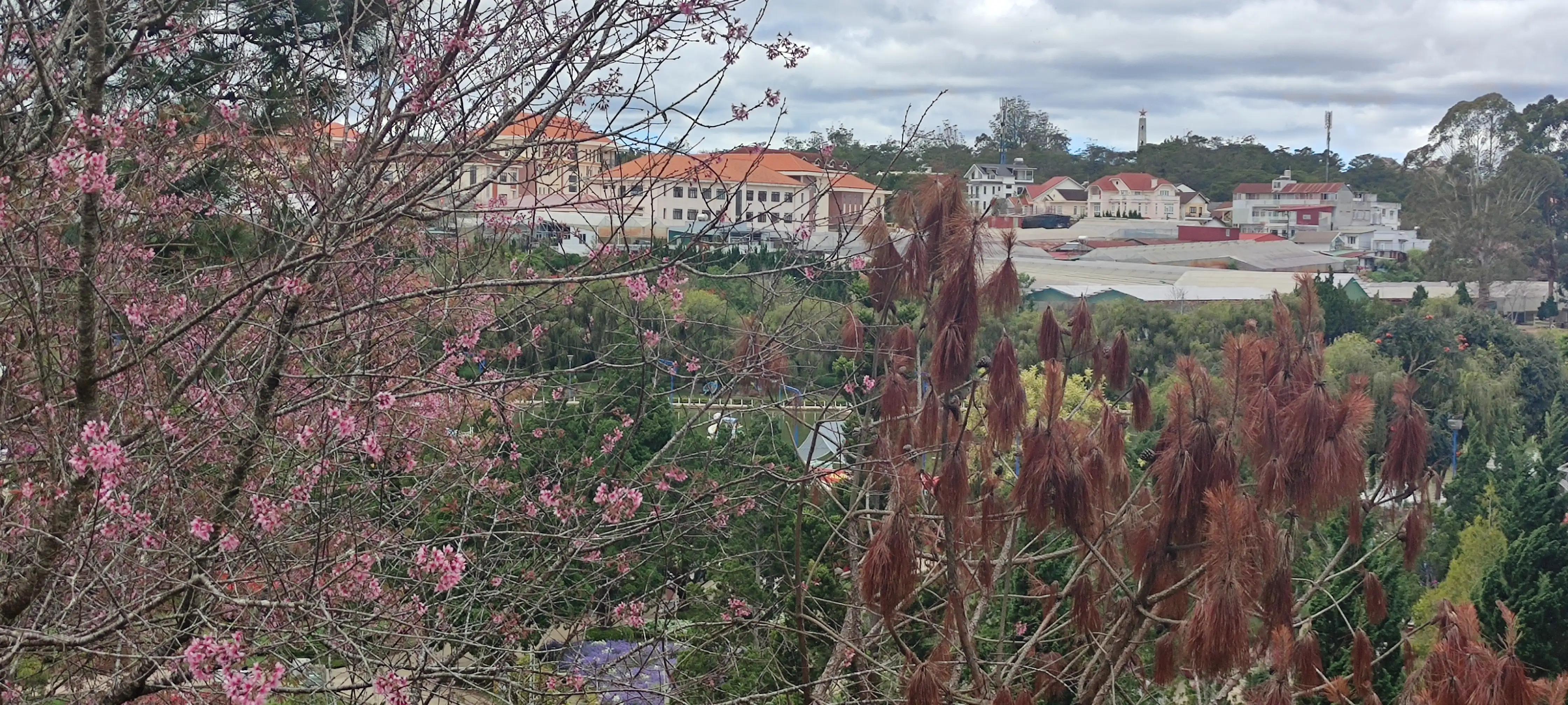 新年越南旅行,春节越南旅游攻略图文并茂