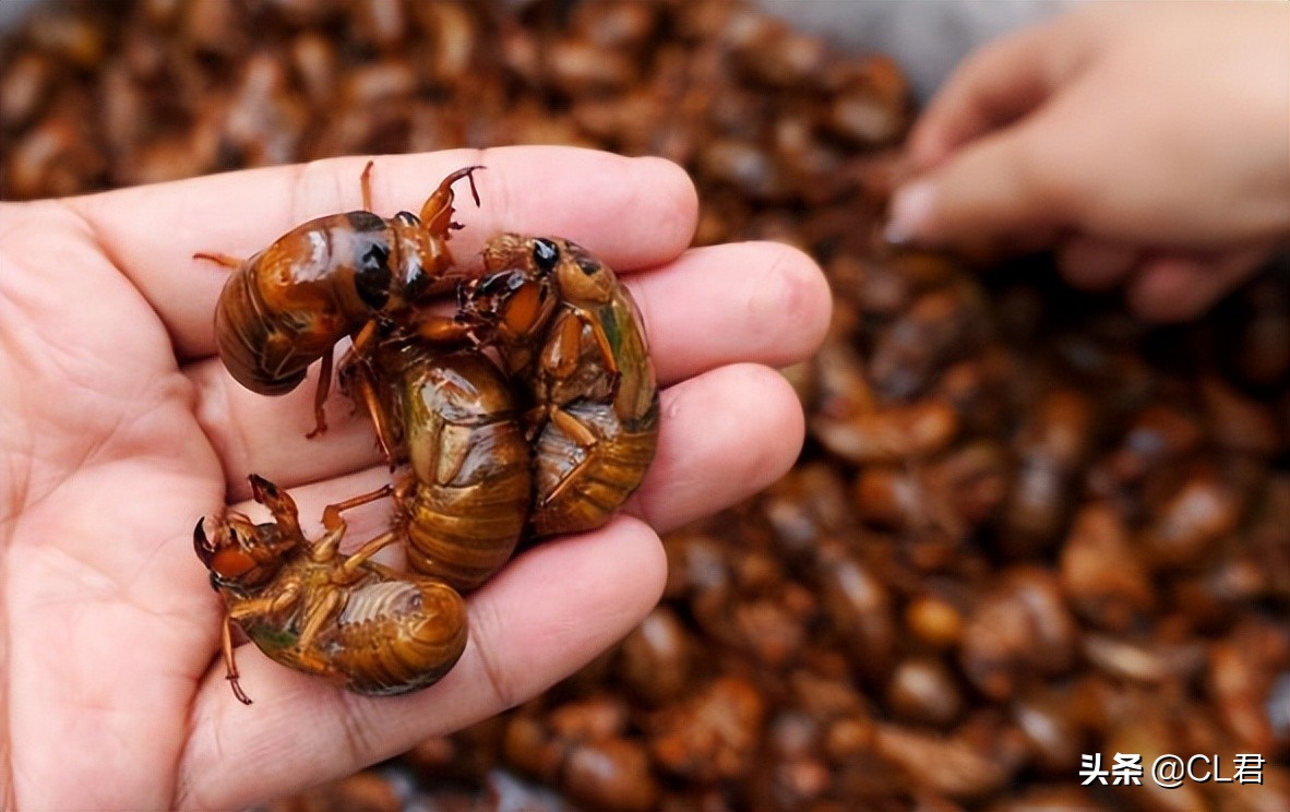 冬天知了猴多少钱一斤,知了猴多少元1斤