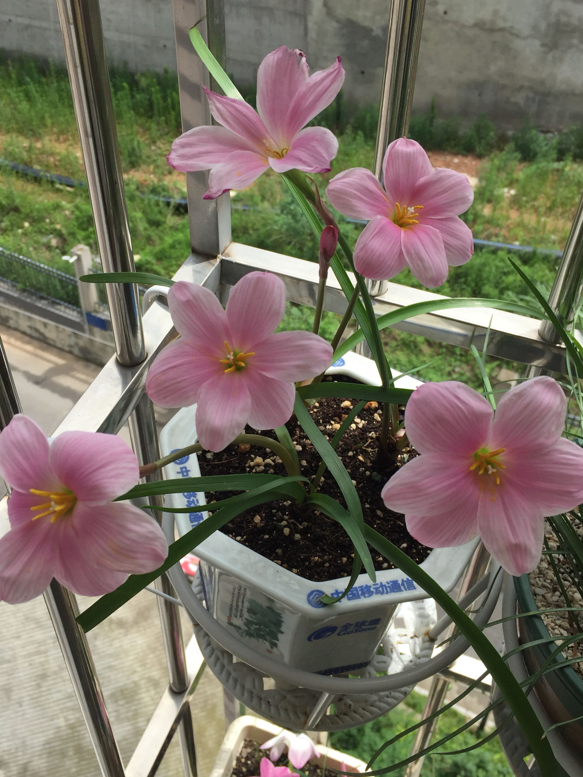 花期长好看耐寒耐高温的花好养,花期长耐热耐寒又好养的花