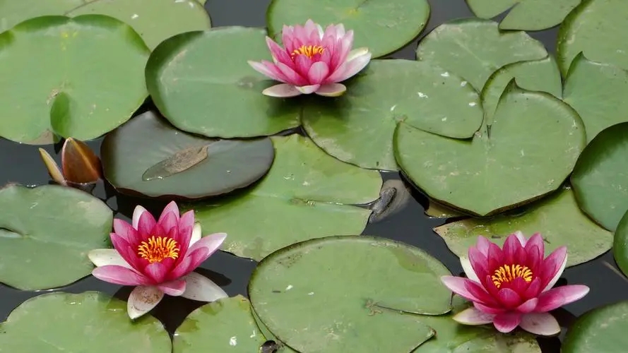 中国荷花和佛教的莲花,莲花和荷花哪个代表佛教
