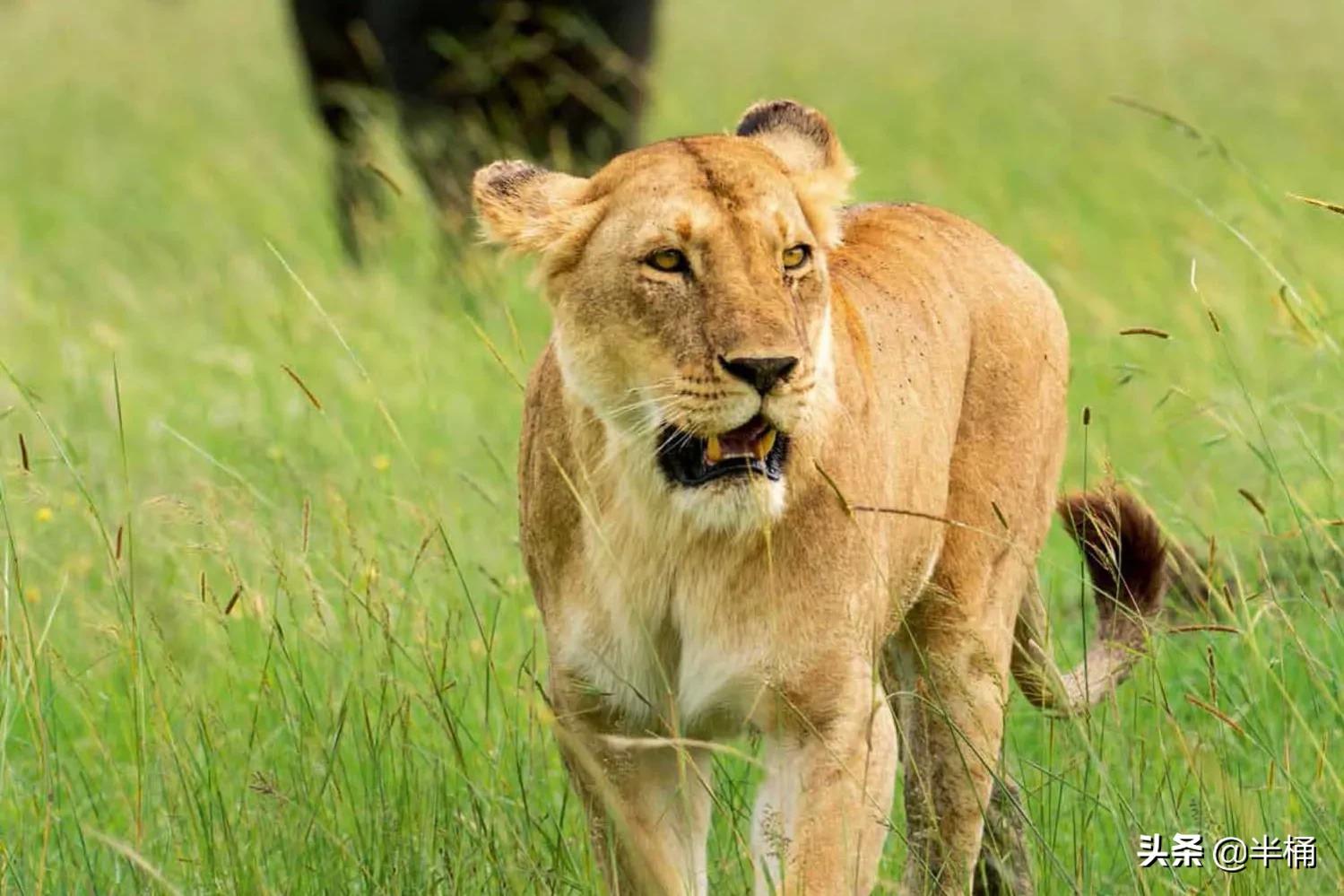 狮子老了的结局,狮子老了离群而死