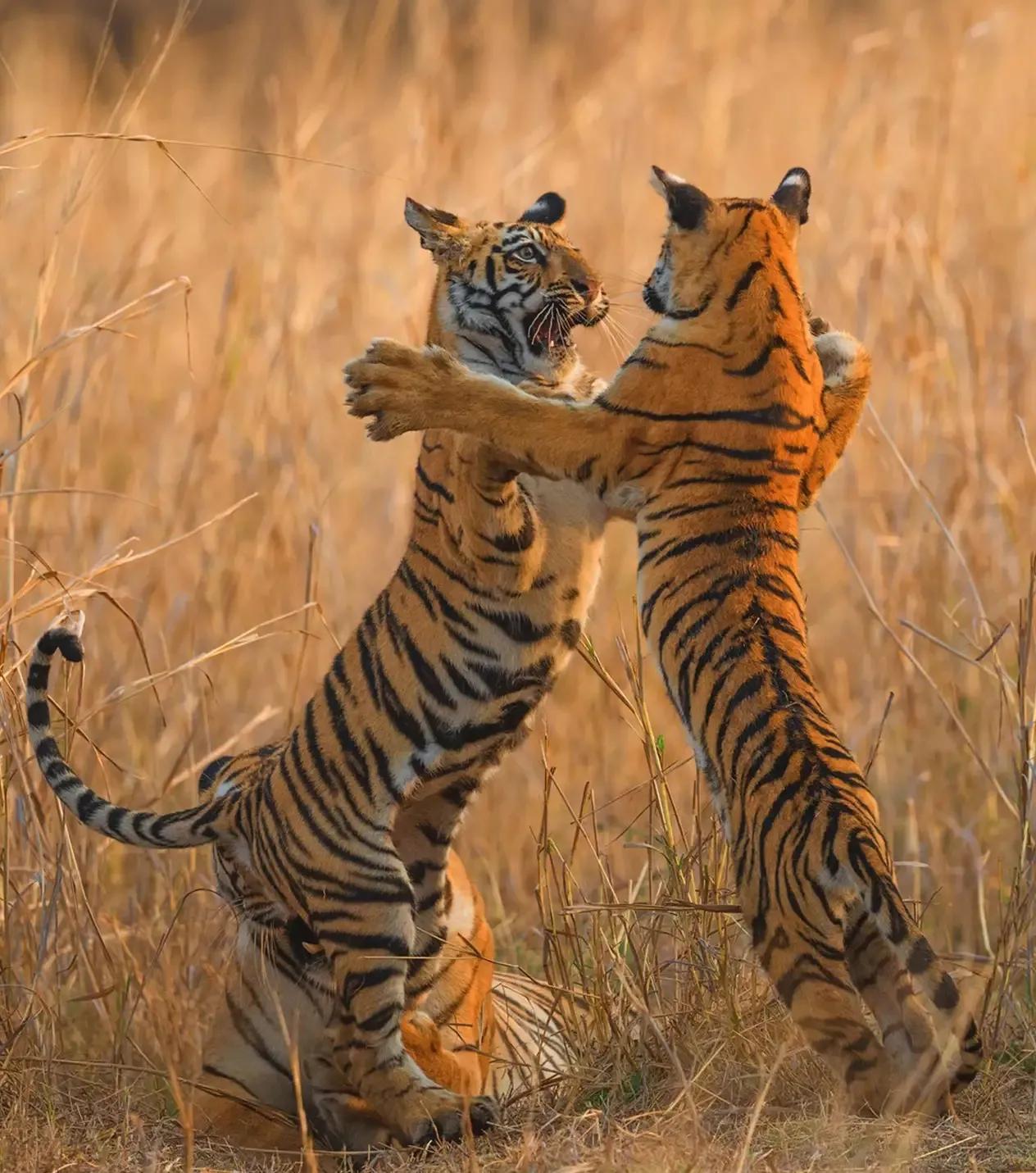 猛虎潜深山长啸自成风出自哪里,猛虎潜深山长啸自生风打一生肖