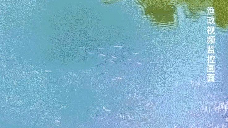 长江出现神秘物种“鳤”,长江禁渔出现新物种
