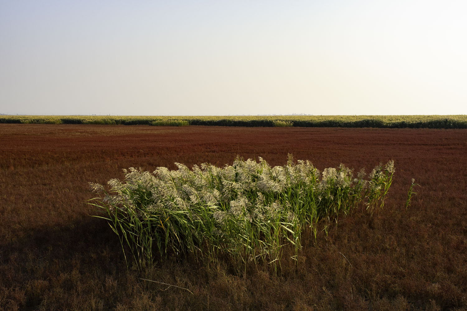 盘锦红海滩三角洲入口,沈阳自驾盘锦红海滩