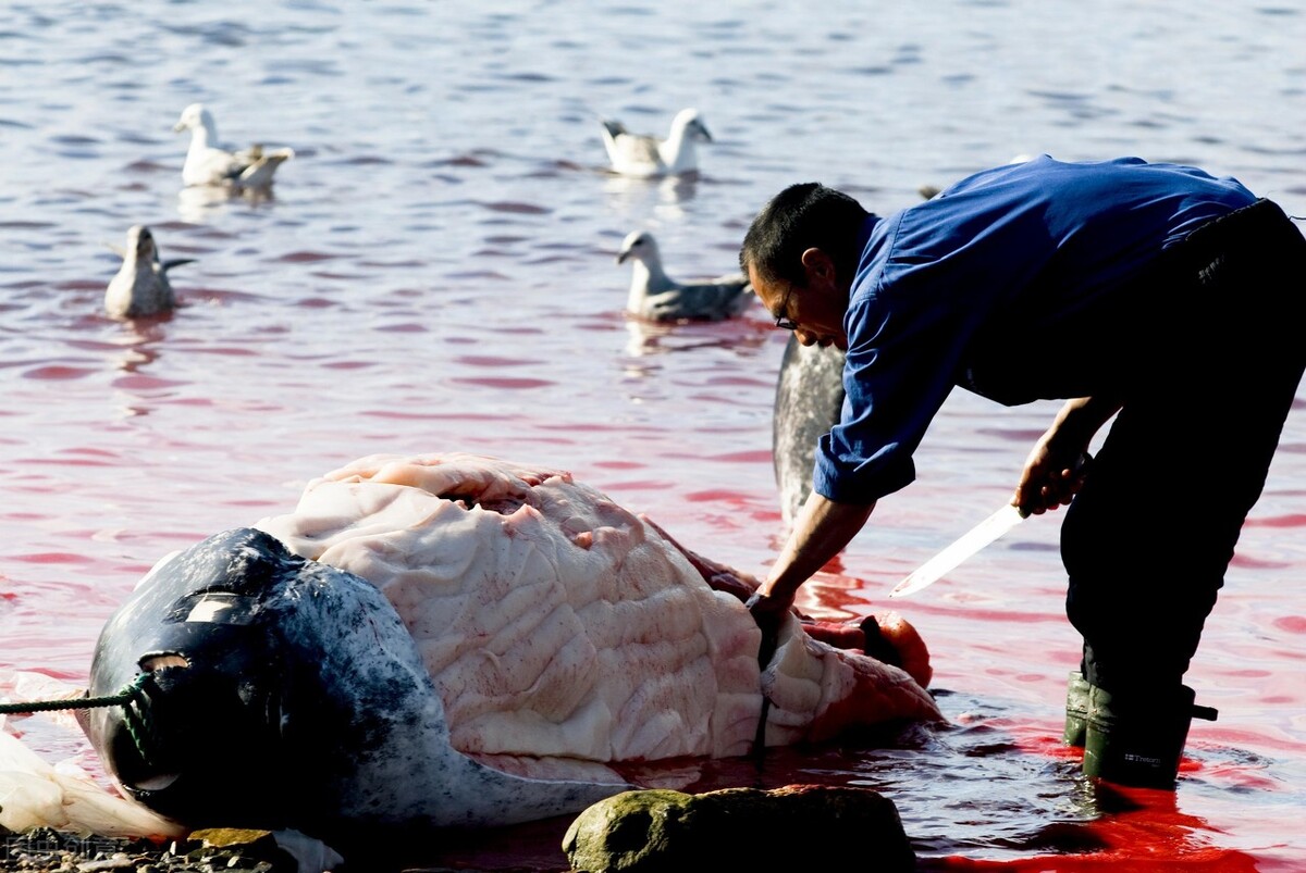 鱼油的科普文献,鱼油的科学发现