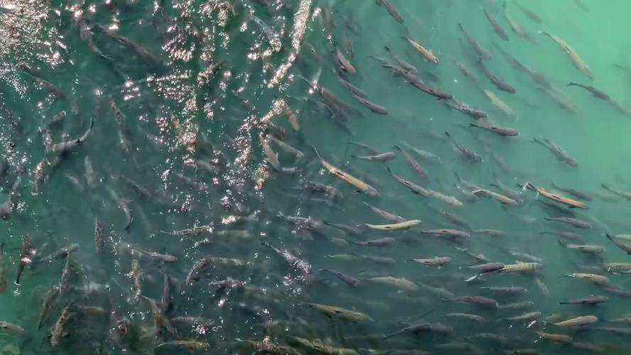 三峡水坝大鱼横行,三峡区出现大量水老虎